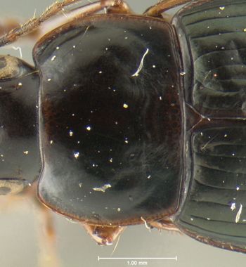 Media type: image;   Entomology 34663 Aspect: pronotum dorsal
